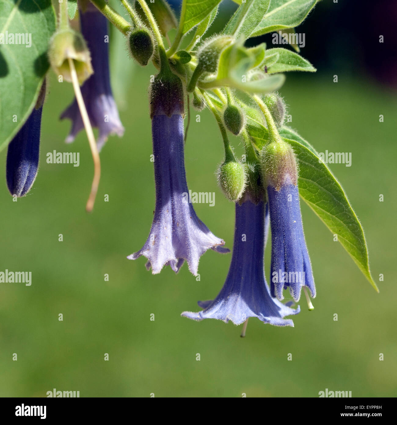 Australischer Glockenstrauch Acnistus arborescens Stockfoto