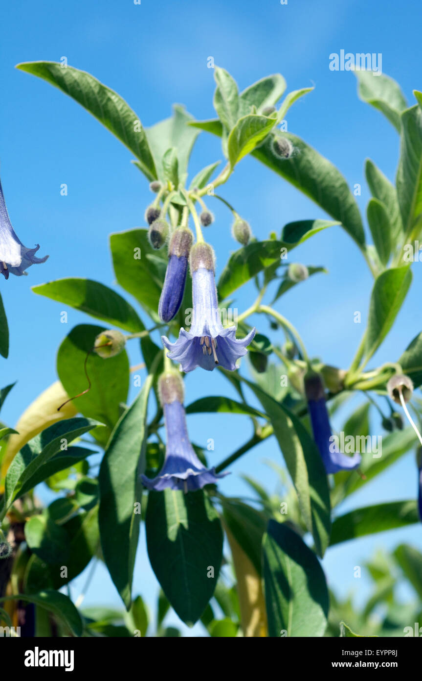 Australischer Glockenstrauch Acnistus arborescens Stockfoto