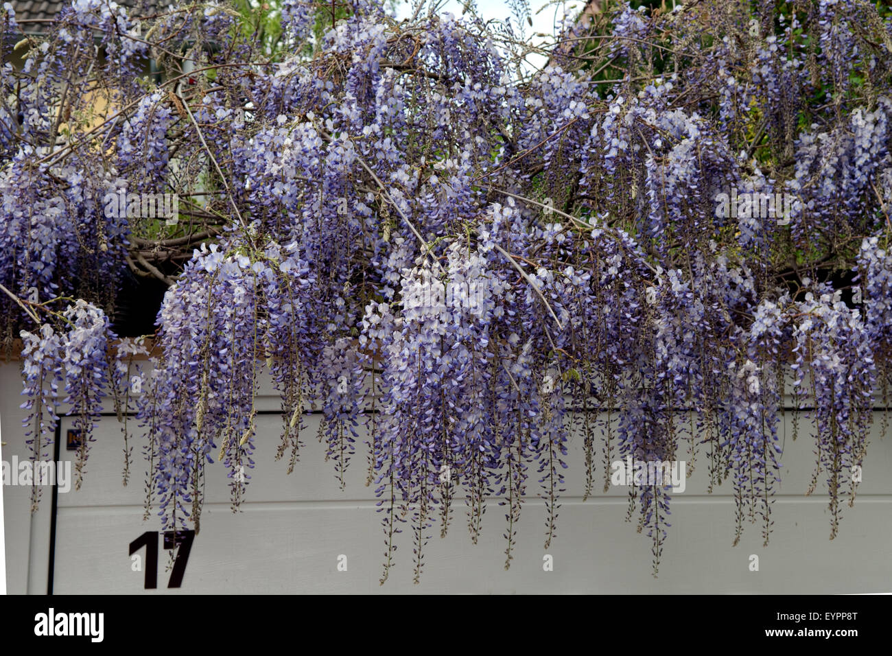 Glycine sinensis Fotos und Bildmaterial in hoher Auflösung Alamy