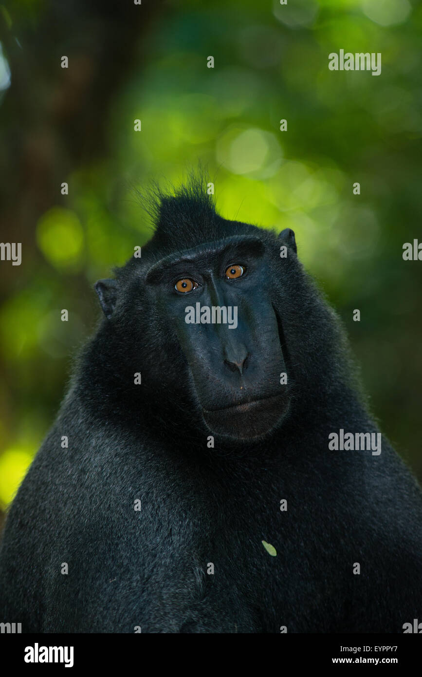 ein einziger schwarzen crested Macaque auch bekannt als Celebes, die schwarze Makaken auf dem Boden im tropischen Regenwald entspannt Stockfoto