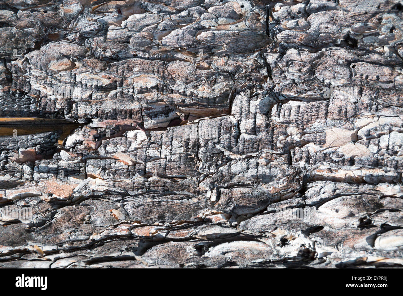 Alte Kiefern Holzbohlen Oberflächenstruktur raue Stockfoto