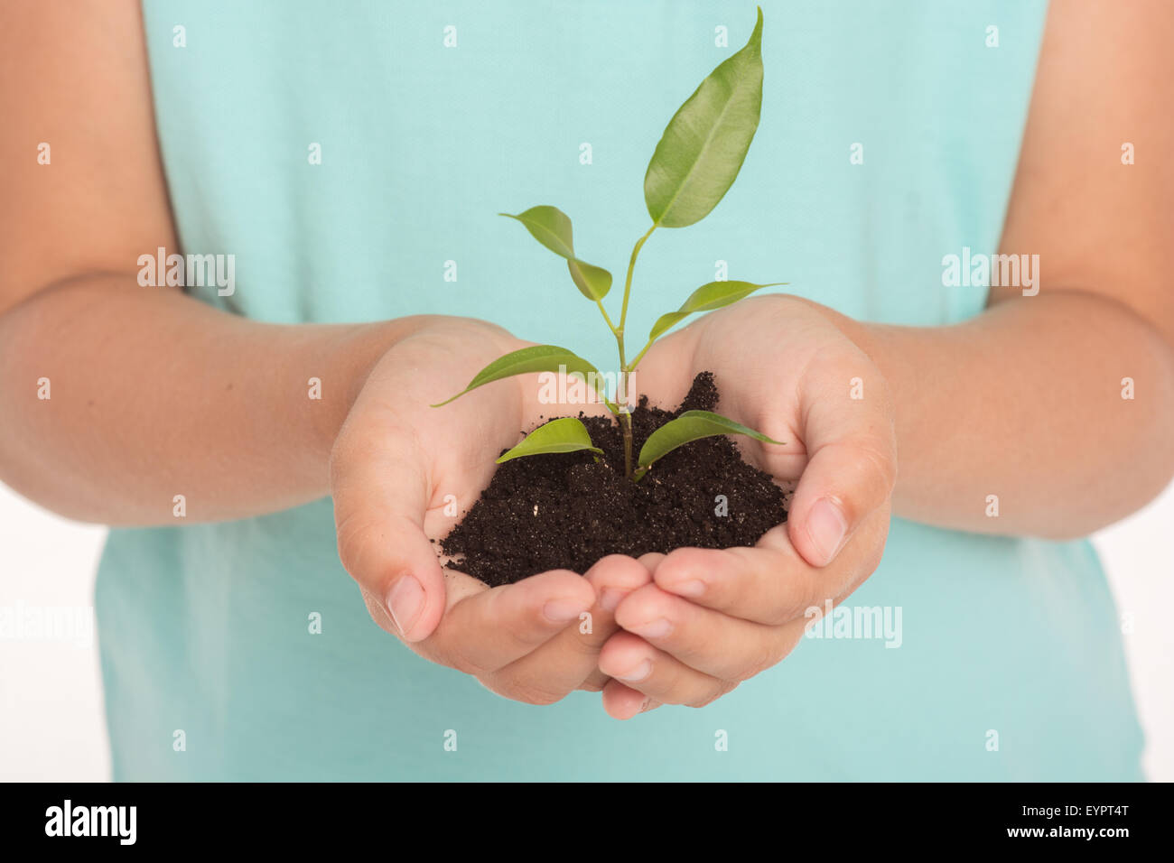 Nahaufnahme von grün sprießen in Händen Stockfoto