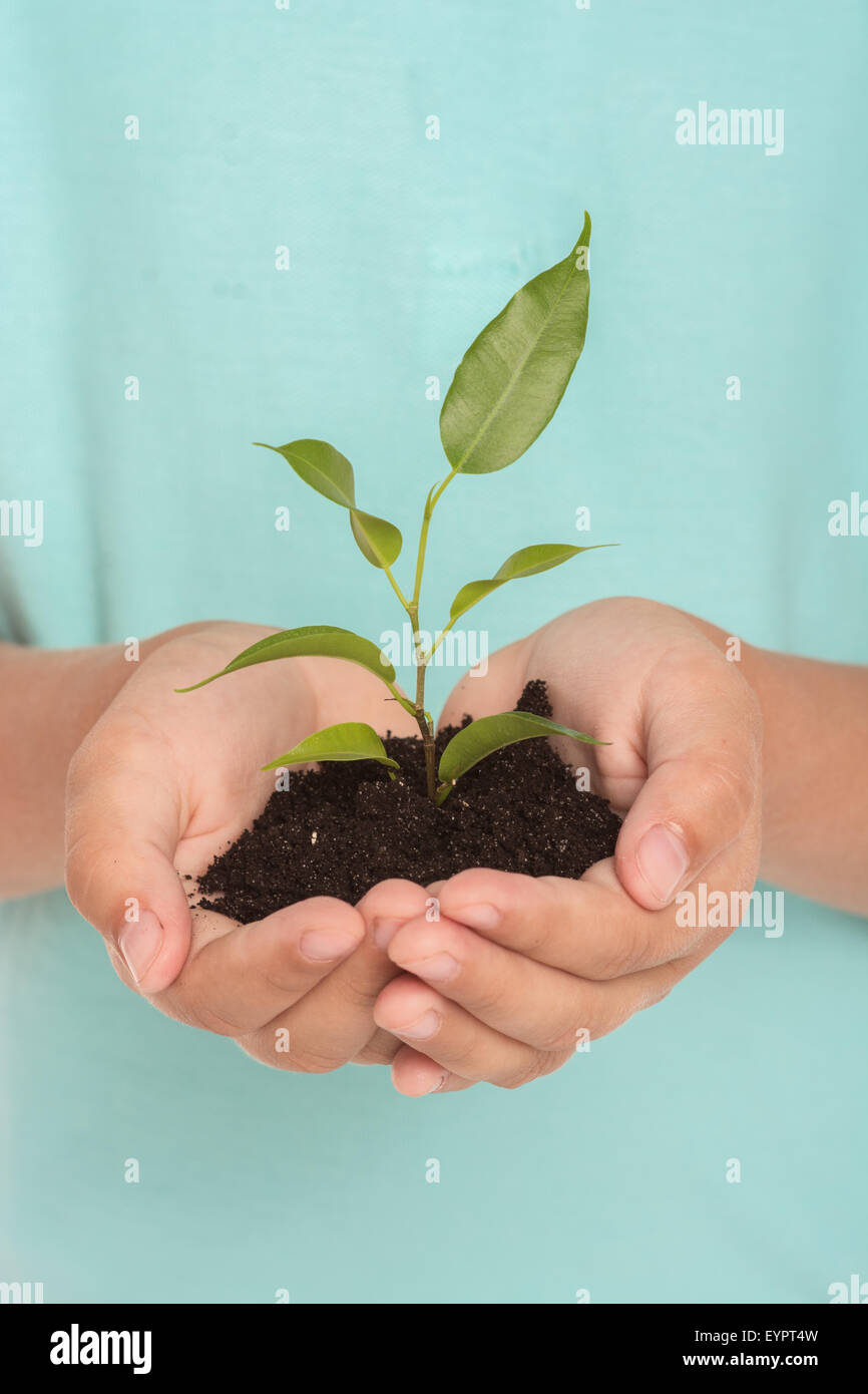 Nahaufnahme von grün sprießen in Händen Stockfoto