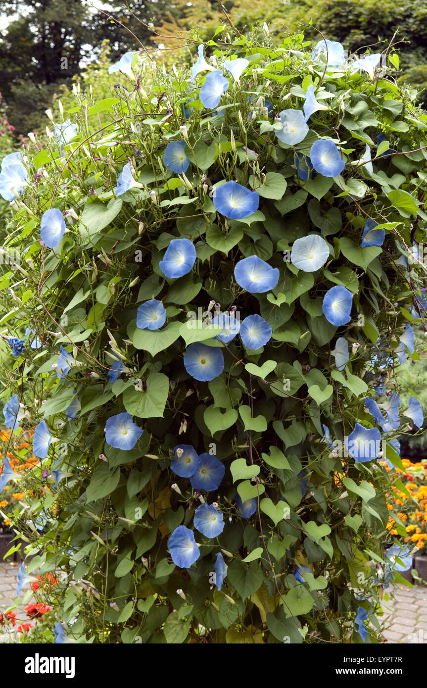 Trichterwinde; Prunkwinde; Ipomoea Stockfotografie Alamy