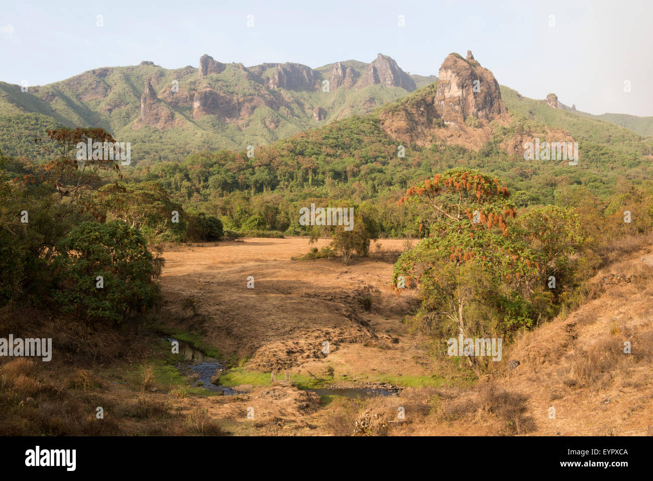 Harenna Wald, Bale-Mountains-Nationalpark, Äthiopien Stockfoto