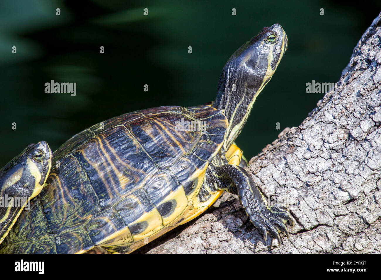 Ein Schieberegler Sumpfschildkröte, ist Scripta Scripta, ruht auf einem Ast. Diese mich ist auch bekannt als gelb-eared slider Stockfoto