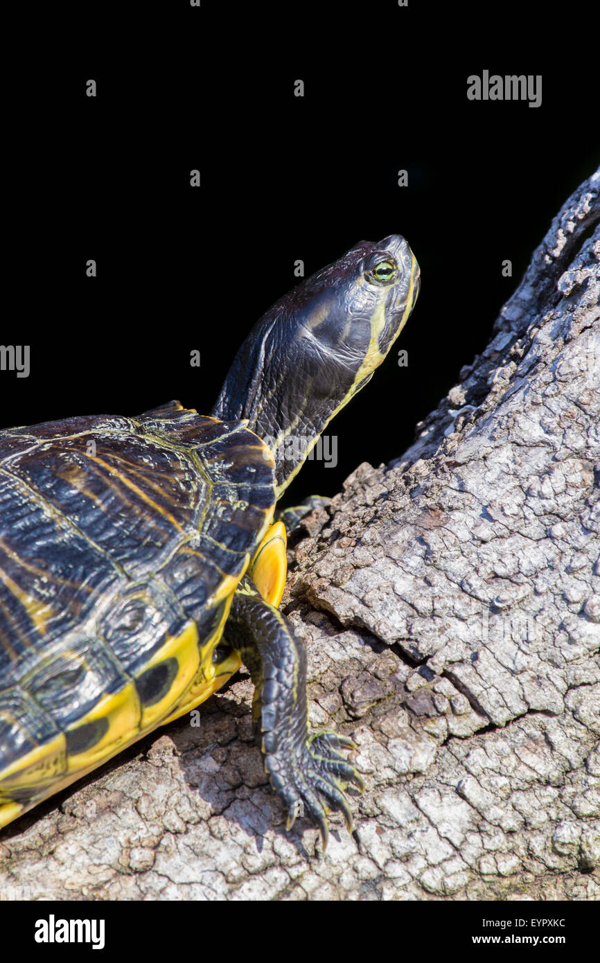 Ein Schieberegler Sumpfschildkröte, ist Scripta Scripta, Sonnenbaden auf einem Ast vor einem einheitlichen schwarzen Hintergrund. Vertikales Bild. Stockfoto