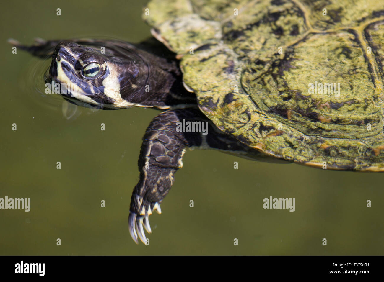 Ein Schieberegler Sumpfschildkröte ist Scripta Scripta, Baden im Teich Stockfoto