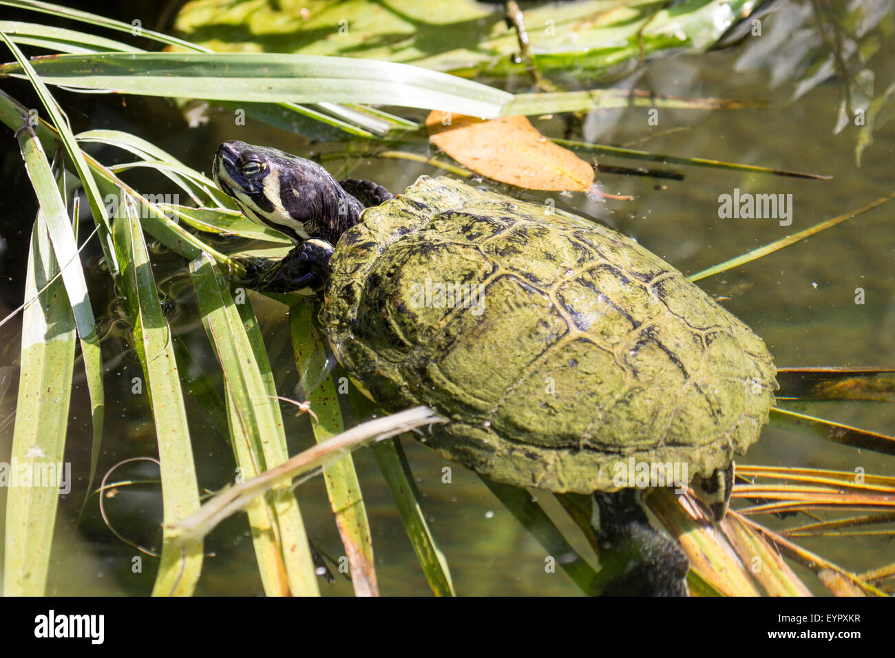 Ein Schieberegler Sumpfschildkröte ist Scripta Scripta, Schwimmen in einem See zwischen den Wasserpflanzen Stockfoto