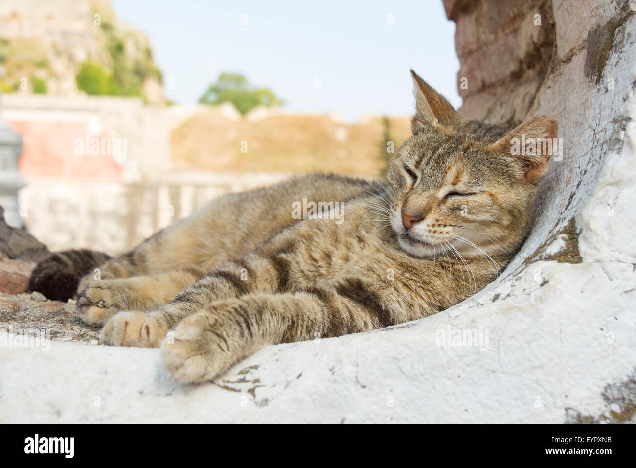 Junge süße Katze schlafen in eine abgerundete Fensteröffnung Stockfoto