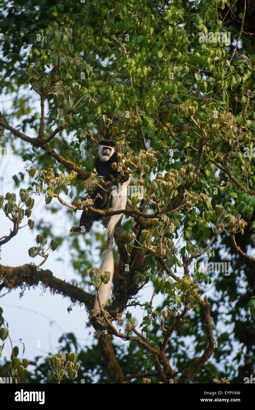 Guereza (Abessinier) schwarzen und weißen Colobus, Colobus Guereza (Abyssinicus), Harenna Wald, Bale-Mountains-Nationalpark Stockfoto