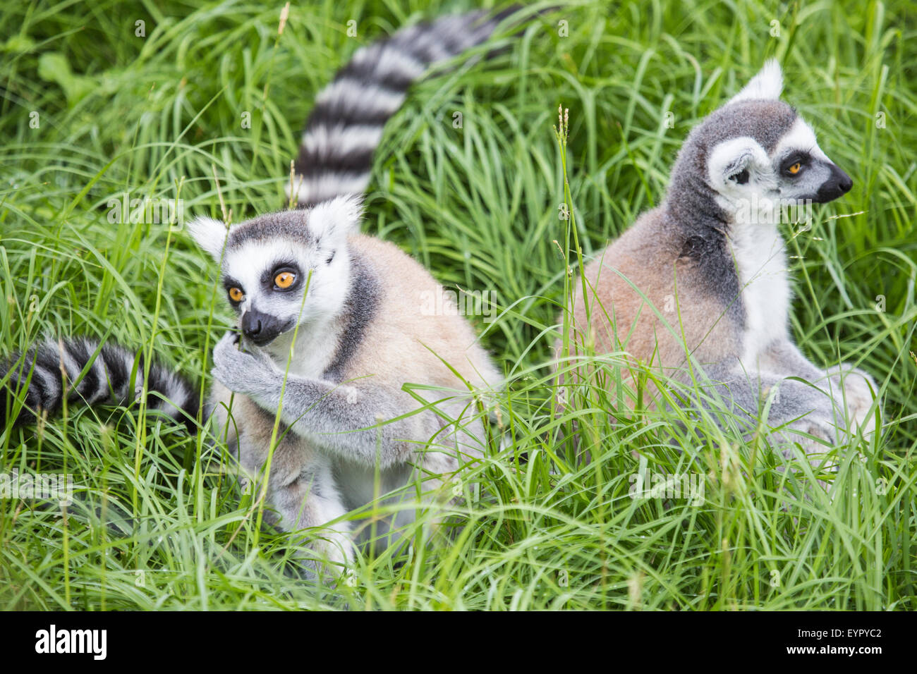 Eine Gruppe Kattas, Lemur Catta, füttern auf dem Boden zwischen den Rasen Stockfoto