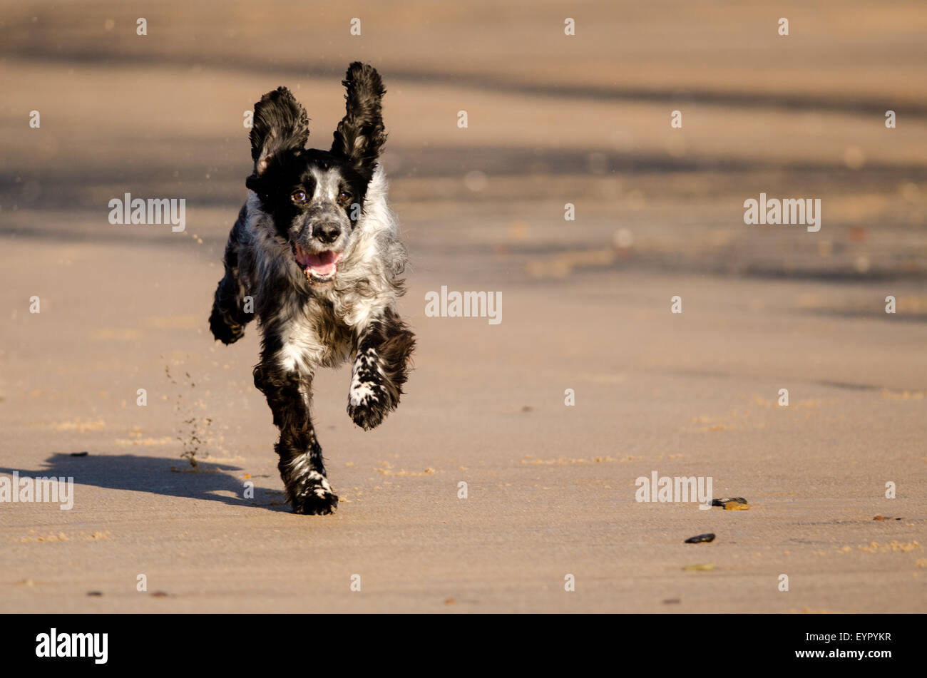 Hund läuft Wasser Strand, Spiel, Freude, laufen, niedlich, nass, Ozean, Retriever, Aktion, golden, Sand, gesund, Splash, running, outdoor, Stockfoto