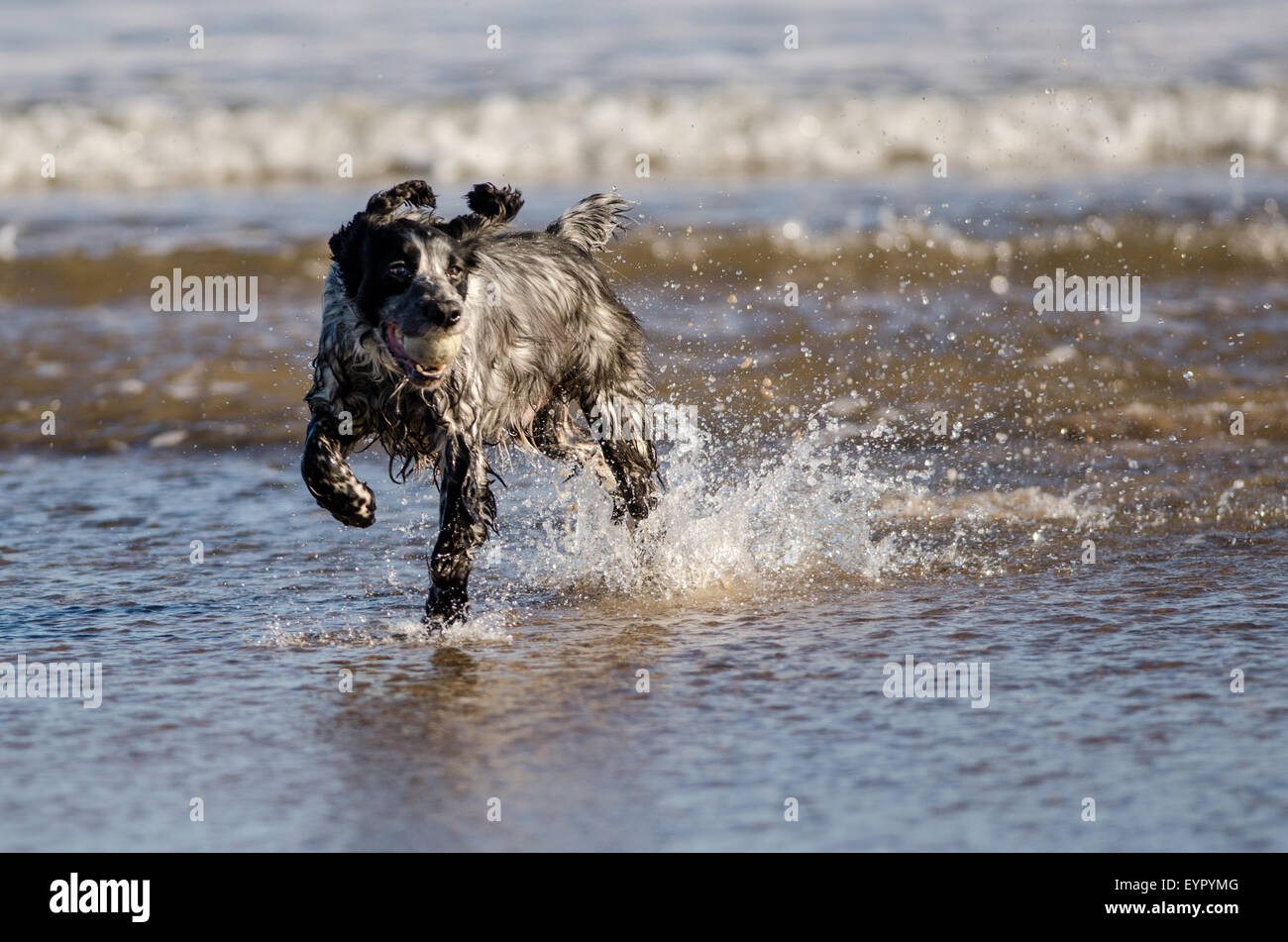 Hund läuft Wasser Strand, Spiel, Freude, laufen, niedlich, nass, Ozean, Retriever, Aktion, golden, Sand, gesund, Splash, running, outdoor, Stockfoto