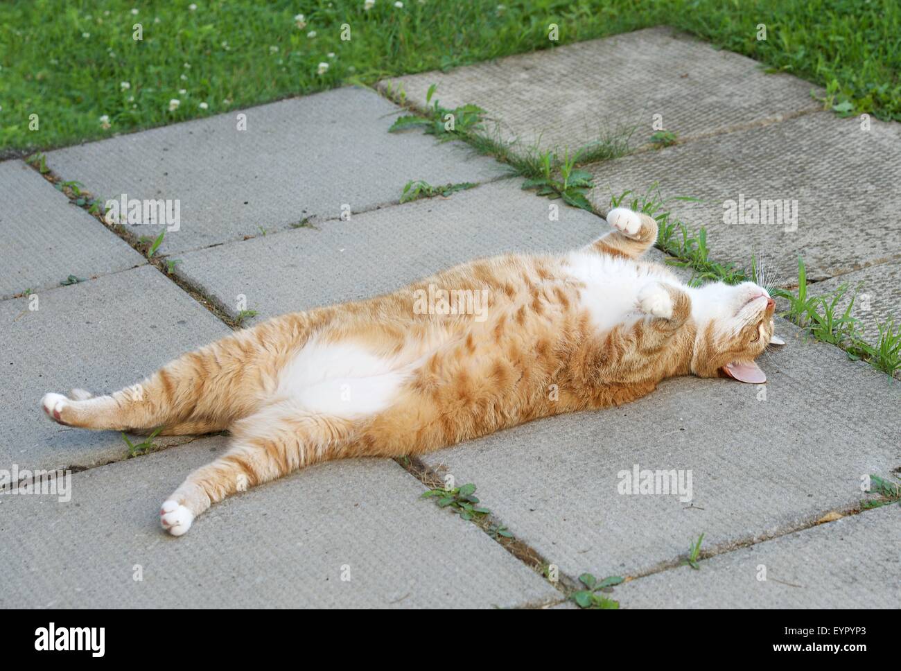 Faul, schläfrige Katze ruht auf Tageszeit, ruhen Katze Stockfoto