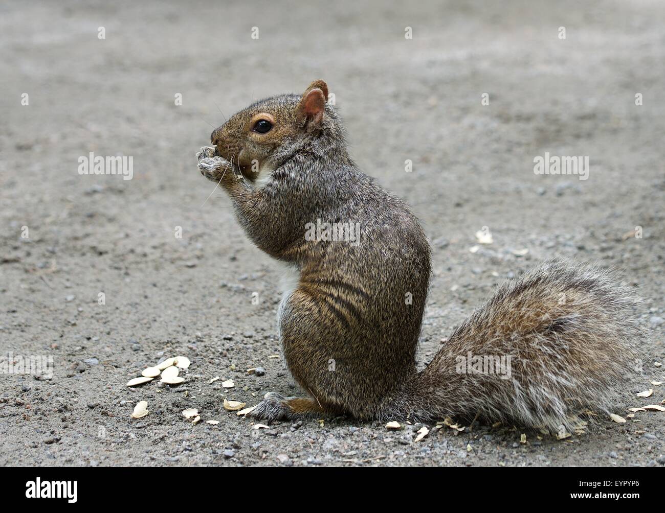 Wilde Eichhörnchen in natürliche Natur Hintergrund, Eichhörnchen Essen Stockfoto