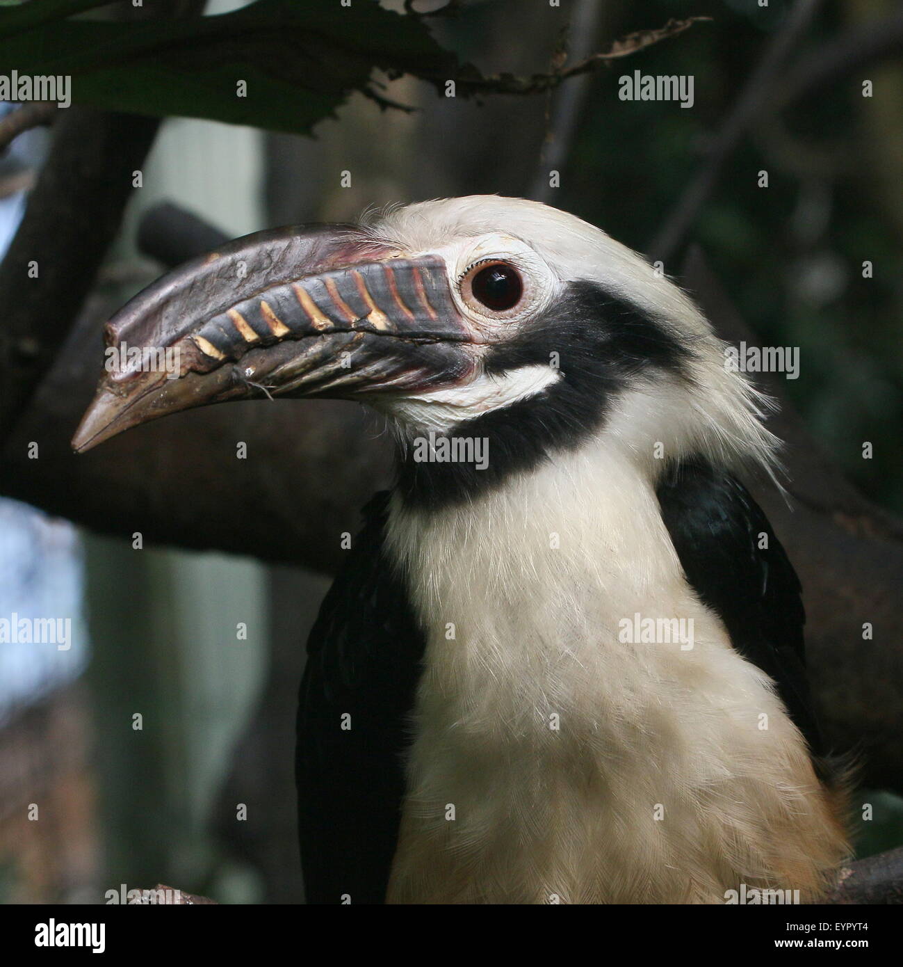 Männliche Visayan Tarictic Hornbill (Penelopides Panini), native zu den Philippinen Visayas - Gefangenen Vogel (Avifauna Vogel Zoo) Stockfoto