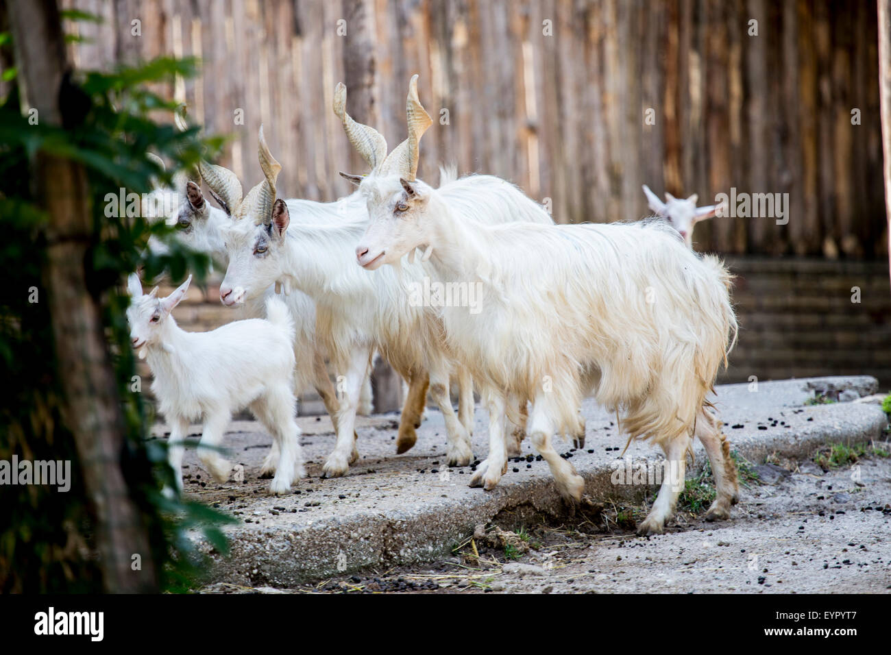 Inländische Ziegenherde, Capra Aegagrus Hircus, züchten Girgentana zu Fuß in einen Zaun. Diese Ziege ist heimisch in der Provinz von A Stockfoto