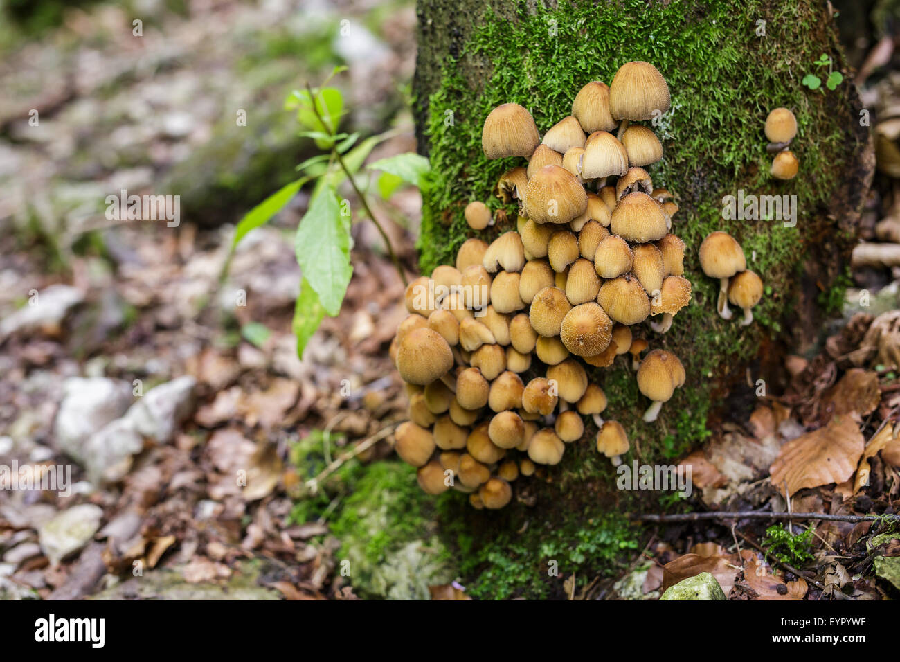 Nahaufnahme von ein paar kleine Pilze auf einem moosigen Baum Stockfoto