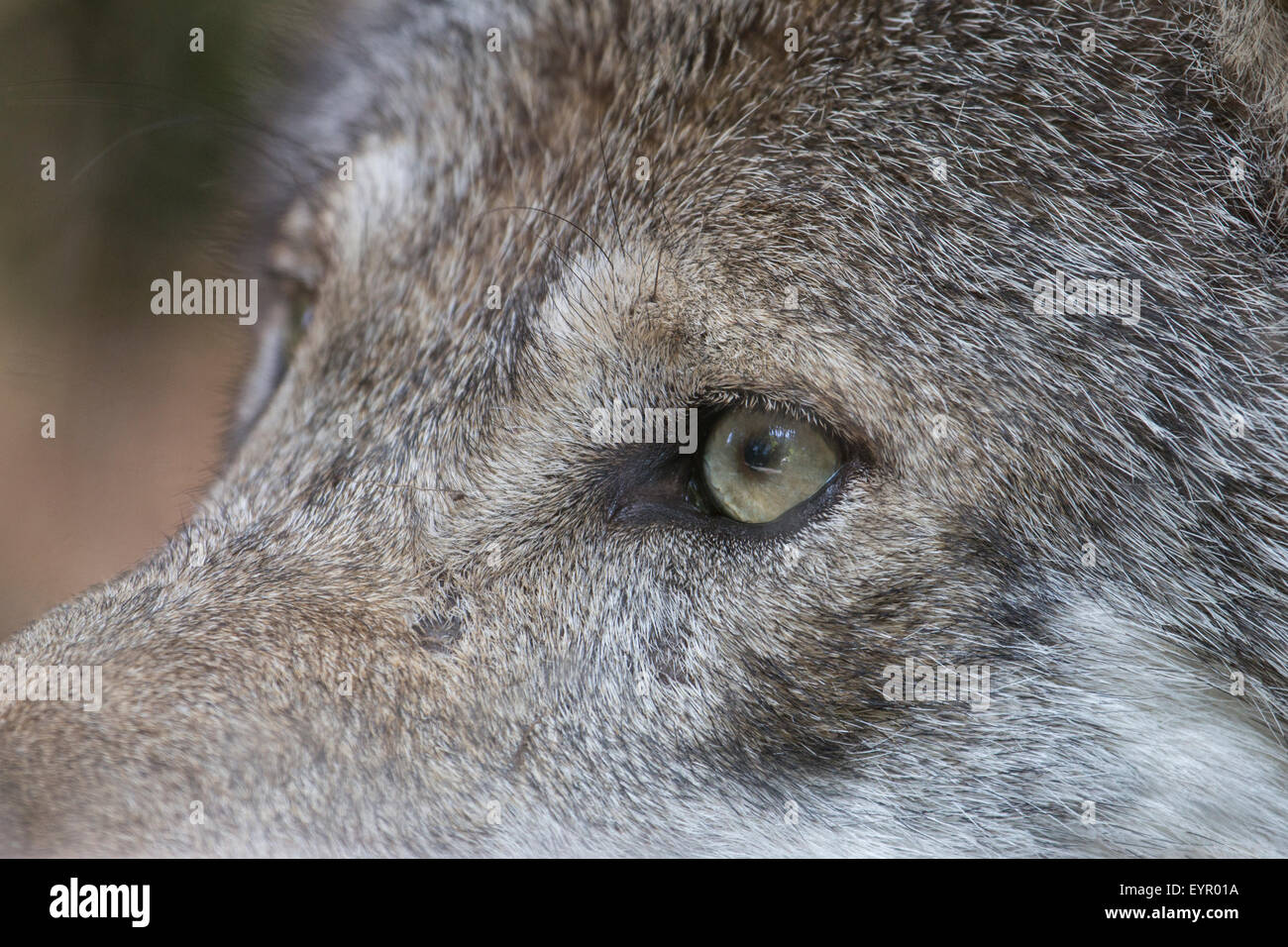 Der heftige Anblick ein grauer Wolf. Nahaufnahme des Auges von einem grauen Wolf, Canis lupus Stockfoto