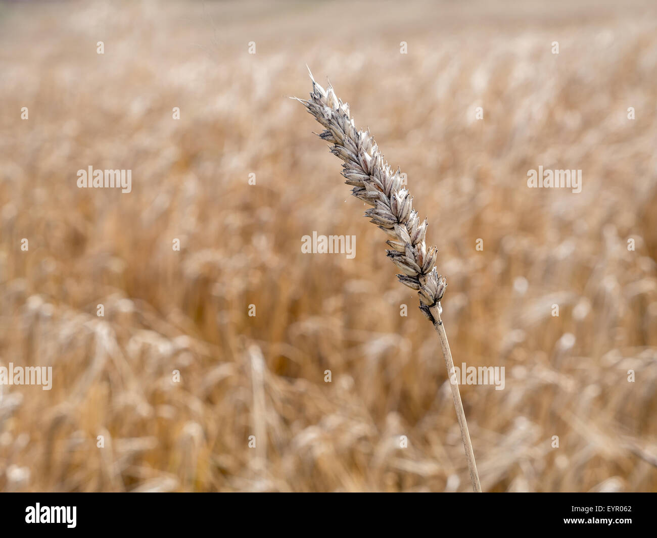 Gereifte Ohr Weizen über Weizenfeld Stockfoto