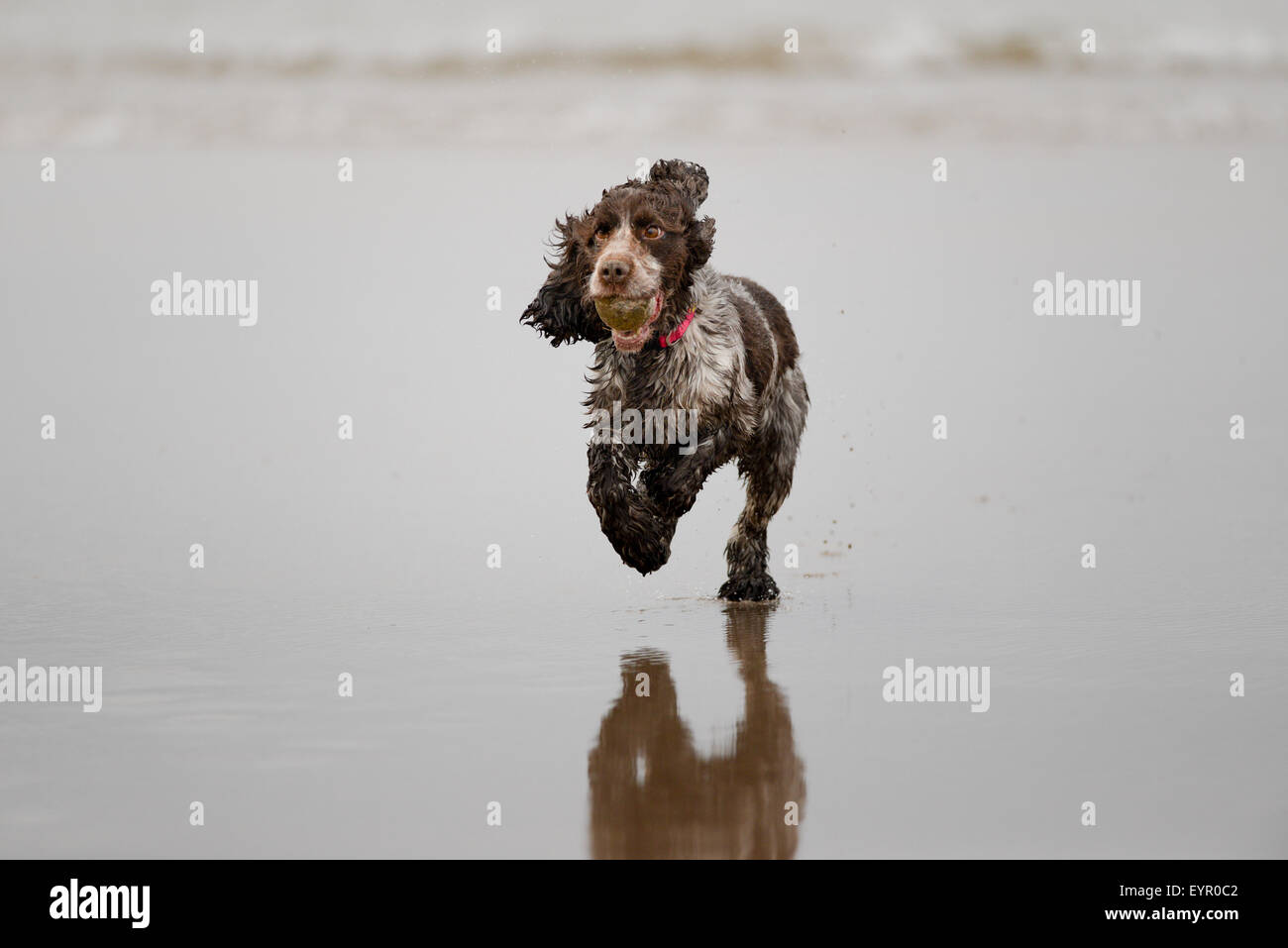 springer spaniel Hund fließendes Wasser Strand, spielen, Freude, laufen, niedlich, nass, meer, Retriever, Aktion, golden, Sand, Gesund, plantschen, laufen, draußen, Stockfoto