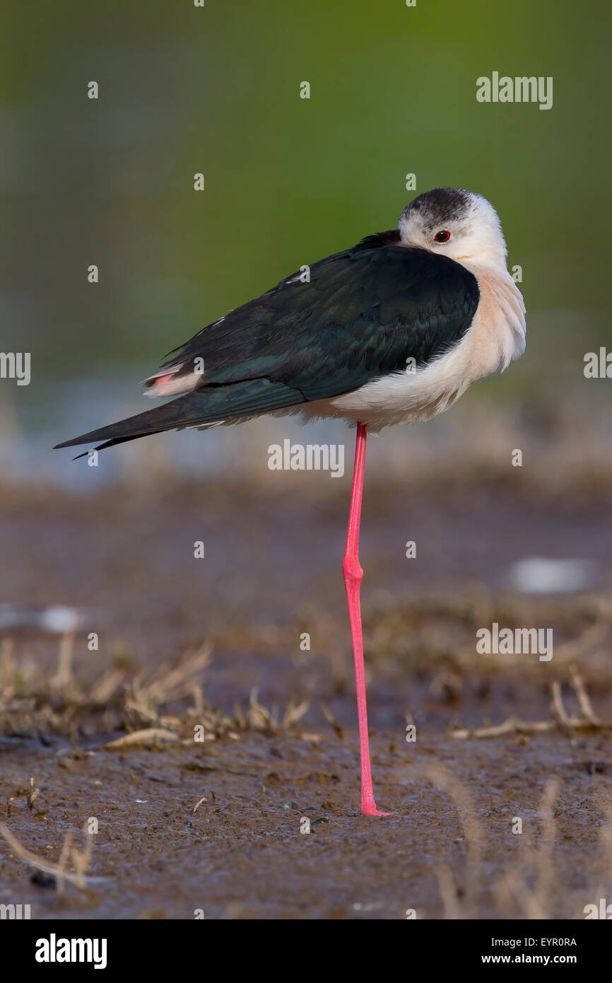 Stelzenläufer, Erwachsener, Kampanien, Italien Stockfoto