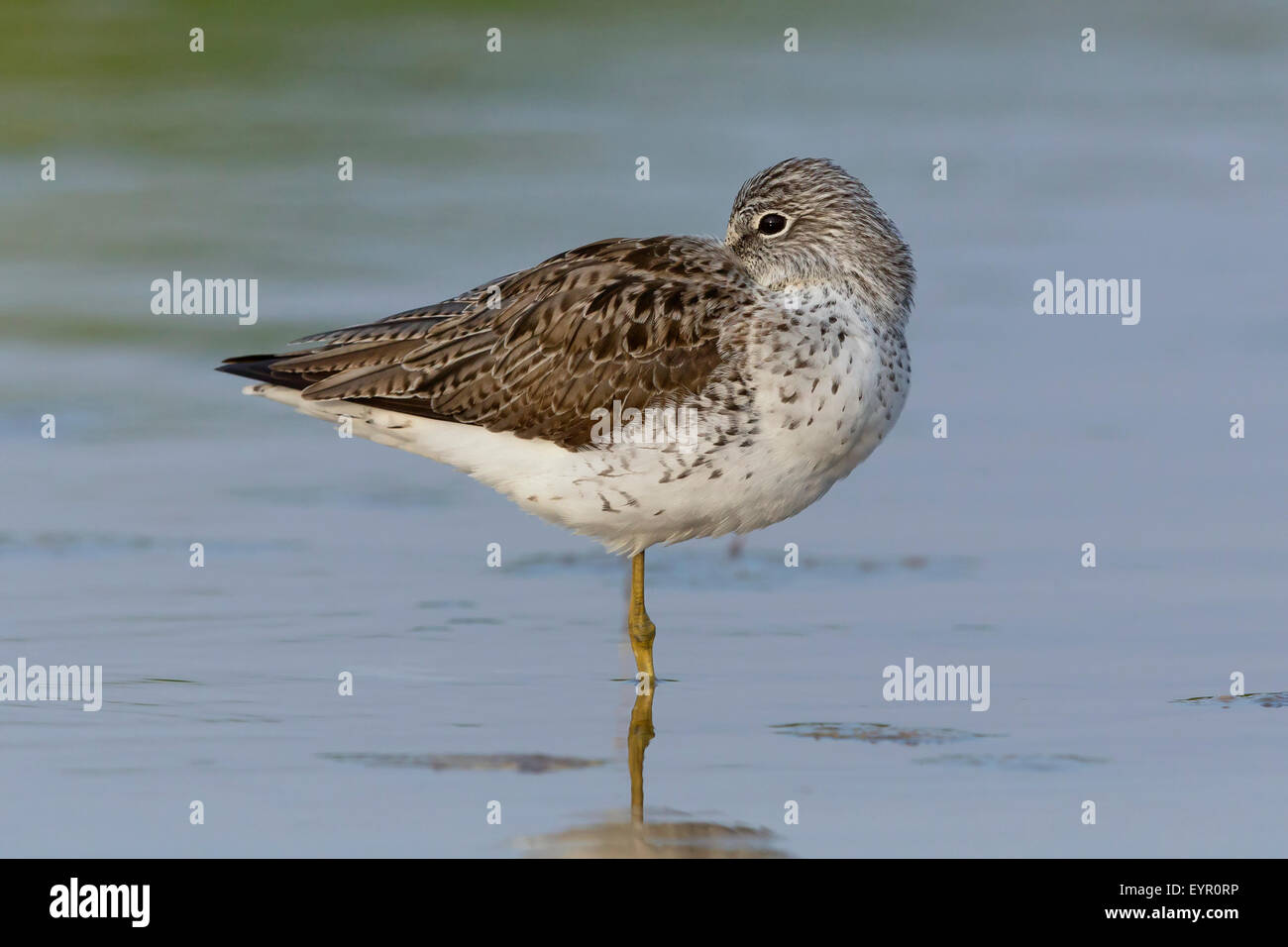 Grünschenkel, Erwachsener, Kampanien, Italien (Tringa Nebularia) Stockfoto