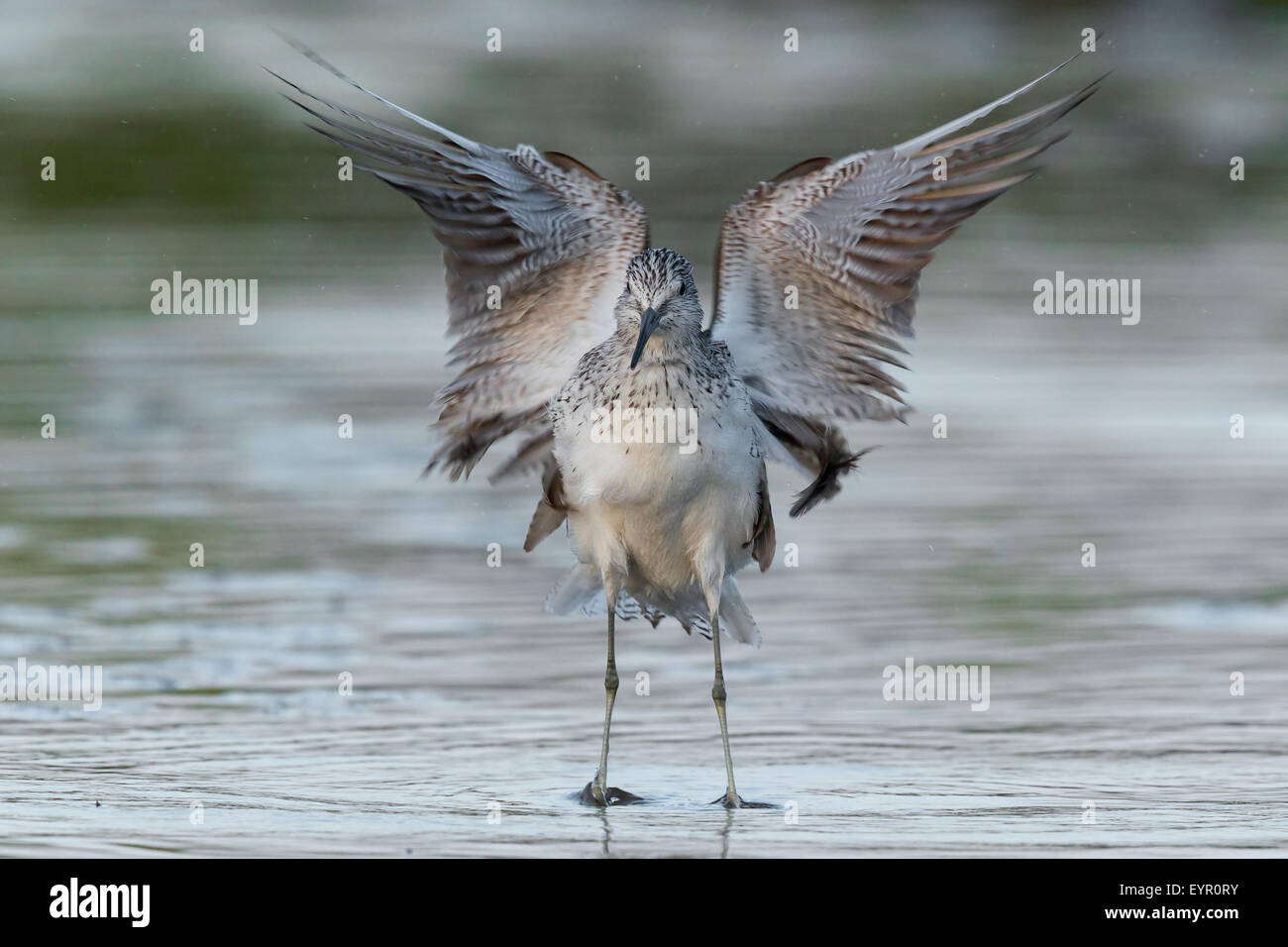 Grünschenkel, Erwachsener, Baden, Kampanien, Italien (Tringa Nebularia) Stockfoto