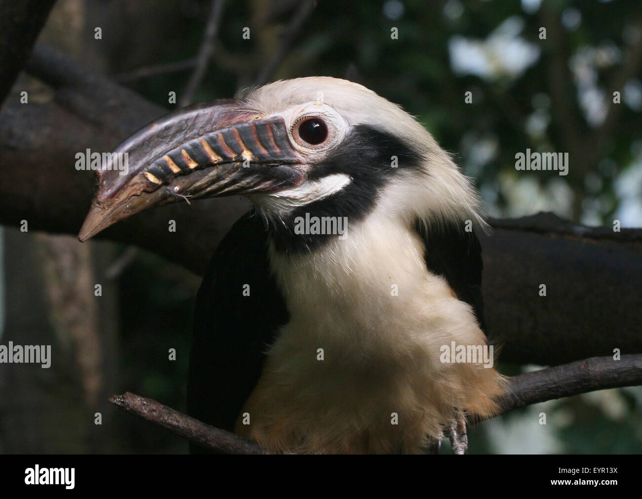 Männliche Visayan Tarictic Hornbill (Penelopides Panini), native, Visayas Philippinen Stockfoto