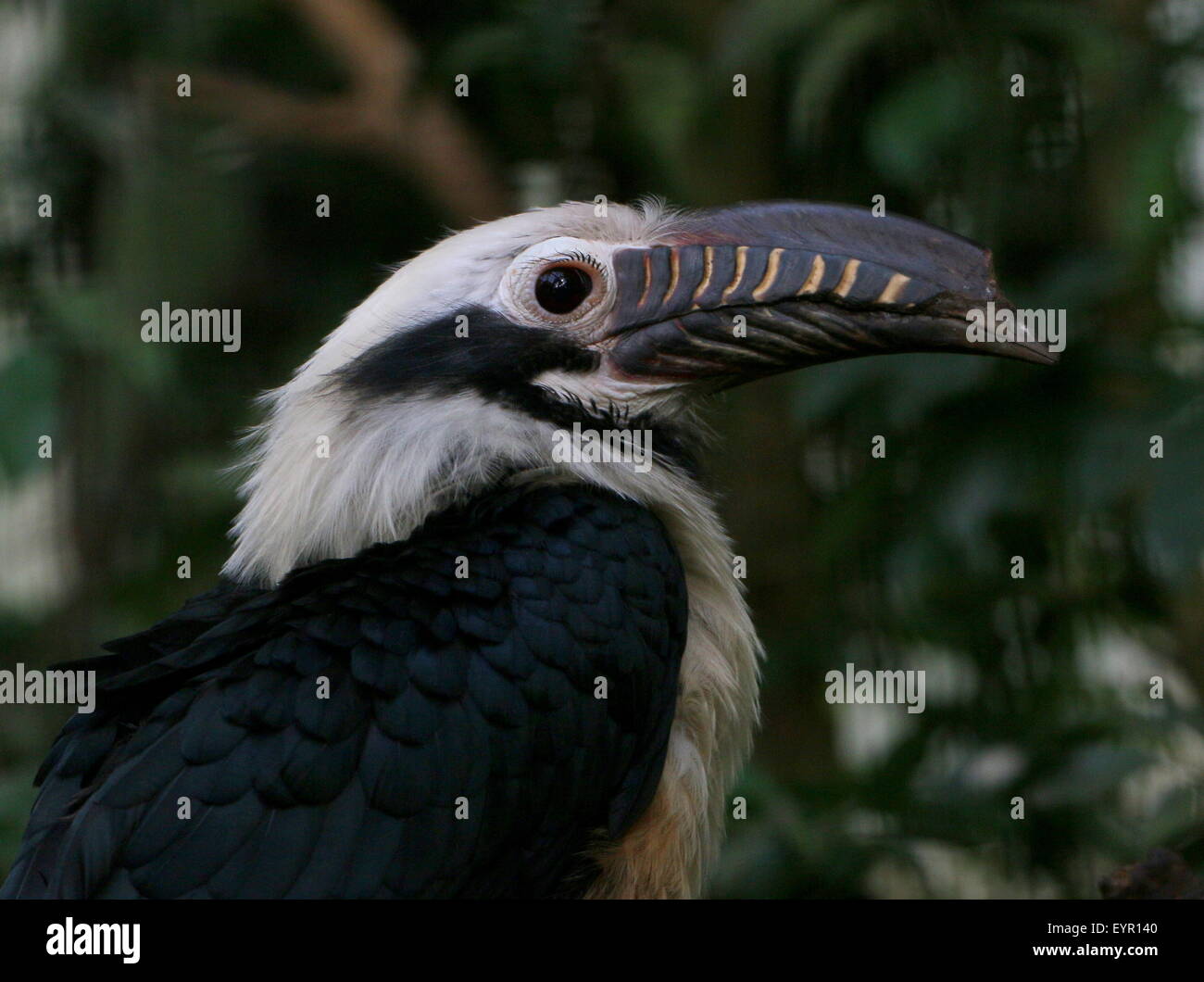 Männliche Visayan Tarictic Hornbill (Penelopides Panini), native, Visayas Philippinen Stockfoto
