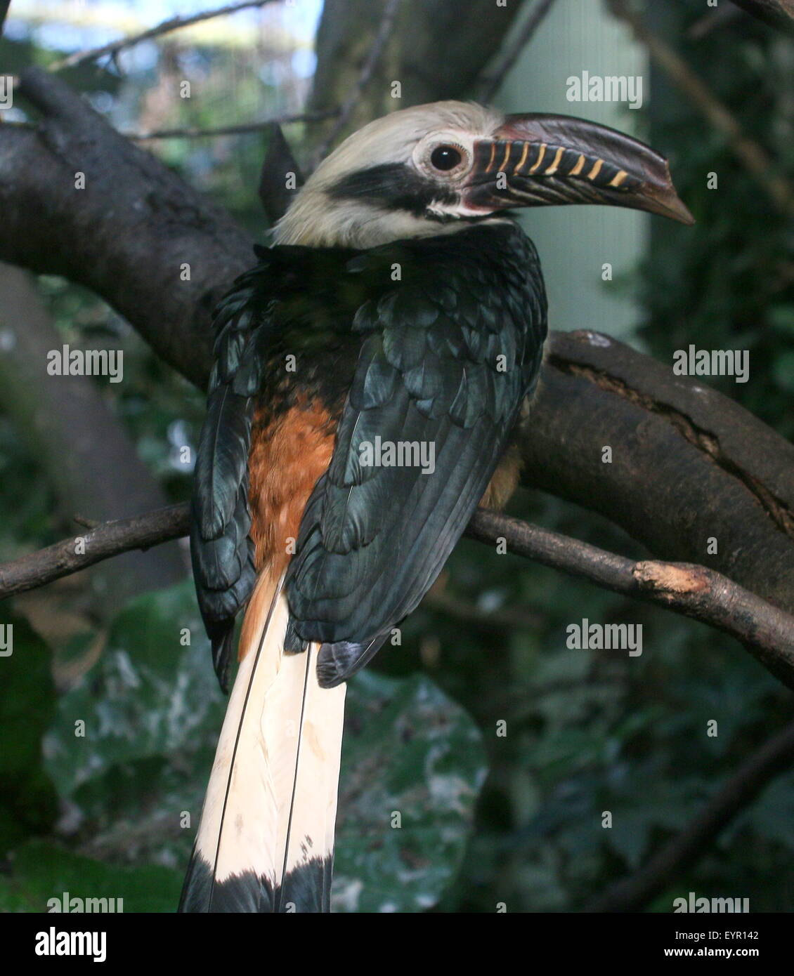 Männliche Visayan Tarictic Hornbill (Penelopides Panini), native zu den Philippinen Visayas - Gefangenen Vogel (Avifauna Vogel Zoo) Stockfoto