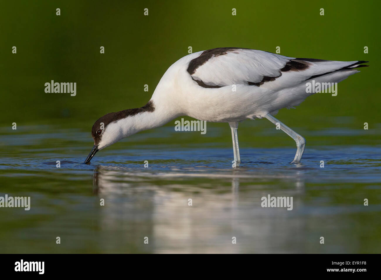 Pied Avocet, Erwachsener, Fütterung, Kampanien, Italien (Recurvirostra Avosetta) Stockfoto