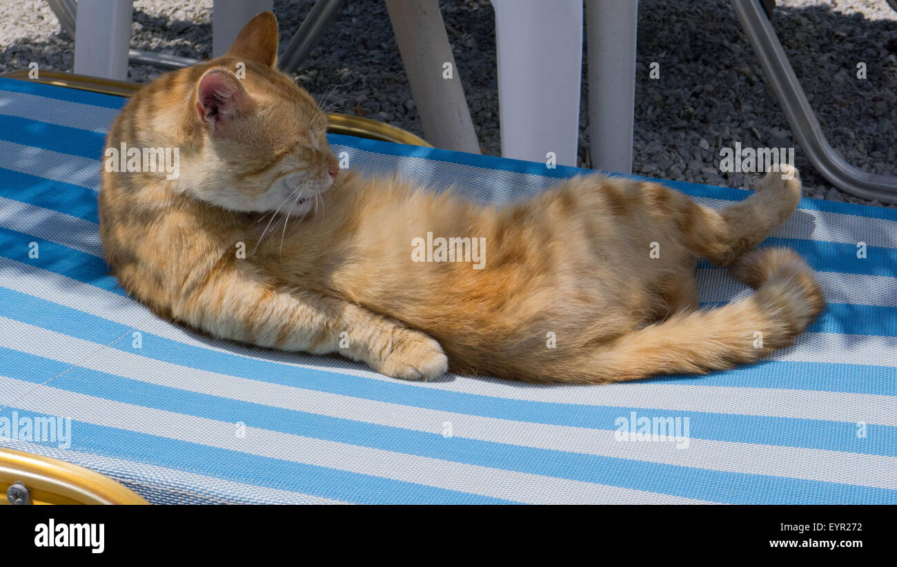 Katze liegend auf Sonnenbank Stockfoto