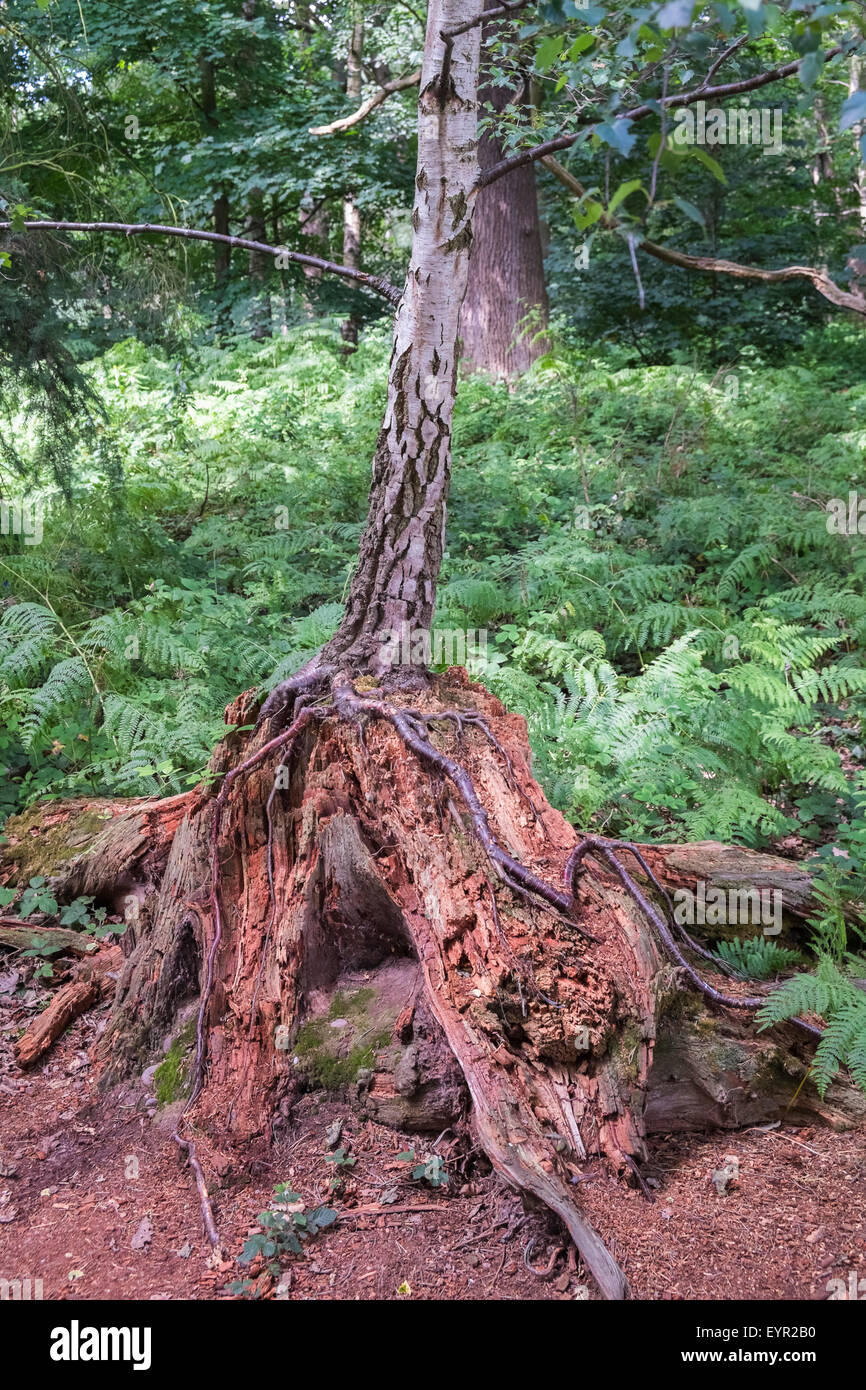 Birke-Baum wächst aus Basis der alten Toten Baumstumpf. Stockfoto