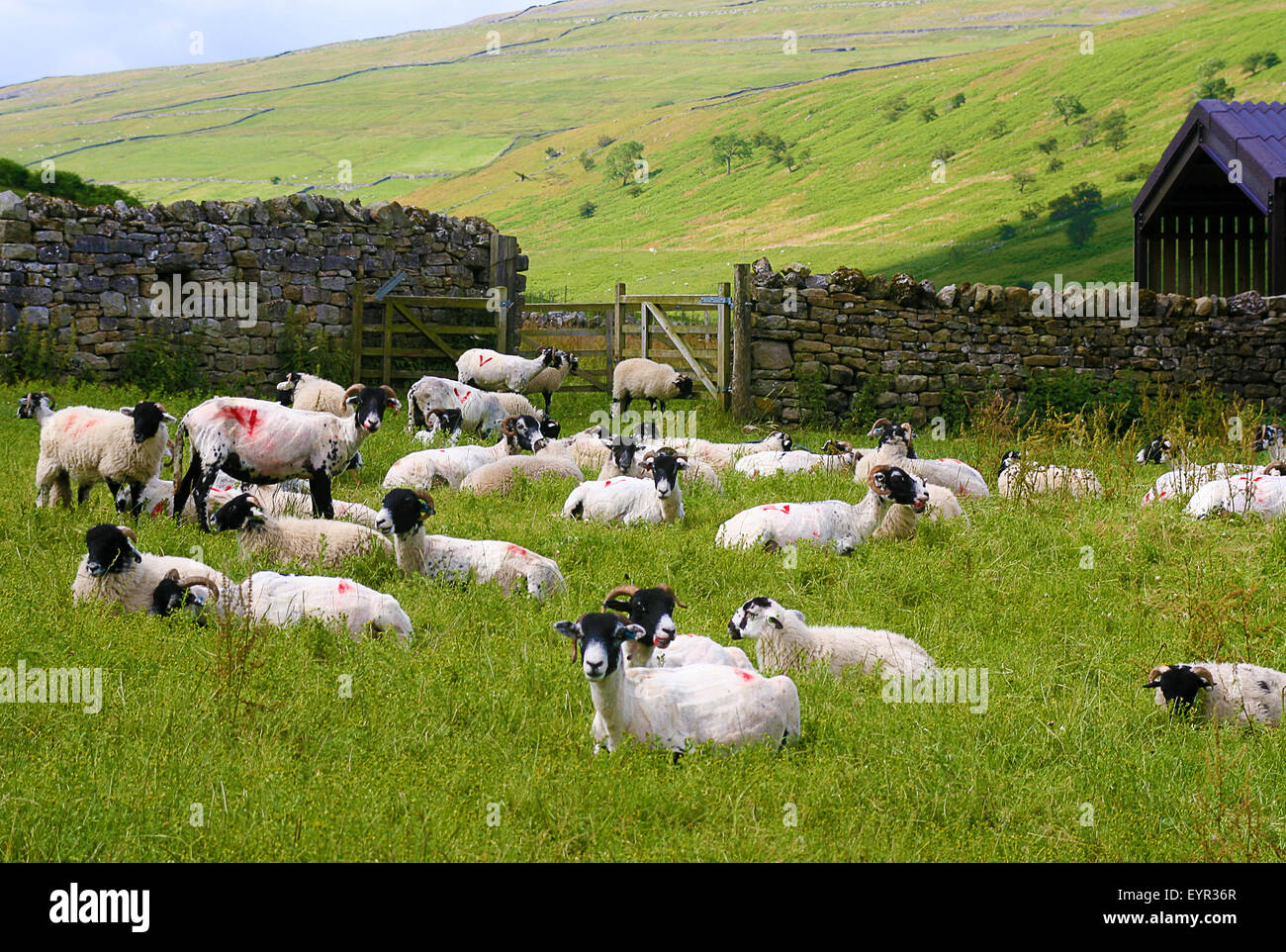 Schafbeweidung im Feld in der Yorkshire Dales Stockfoto