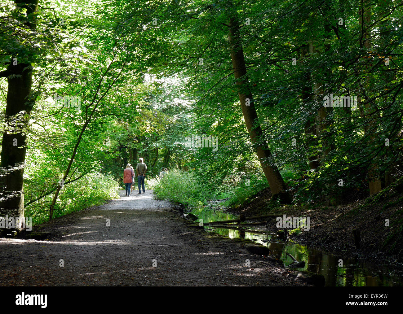 Ein Spaziergang durch bewaldete Fuß mit stream Stockfoto