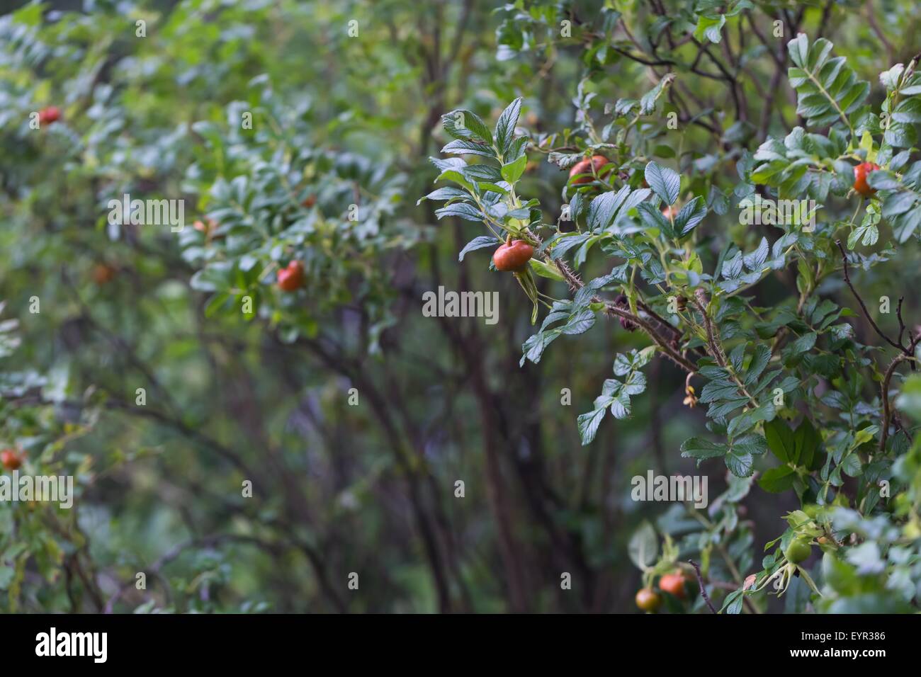 Wilde Rosen mit Blumen und Früchten im Sommer Wald fotografiert. Nahaufnahme von wilden Rosen Zweige Stockfoto