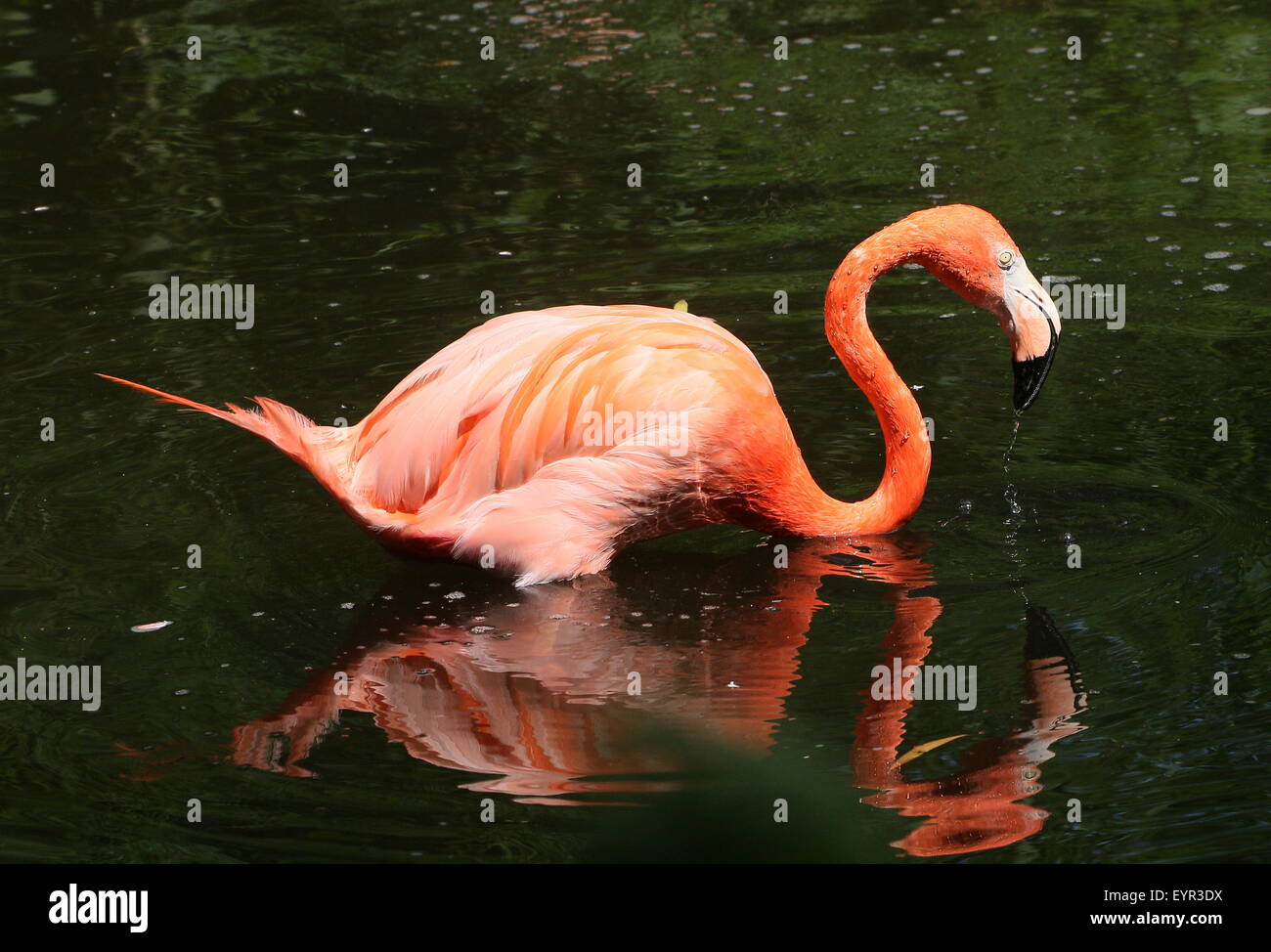 Amerikanische oder Karibik Flamingo (Phoenicopterus Ruber) auf Nahrungssuche in einem stream Stockfoto