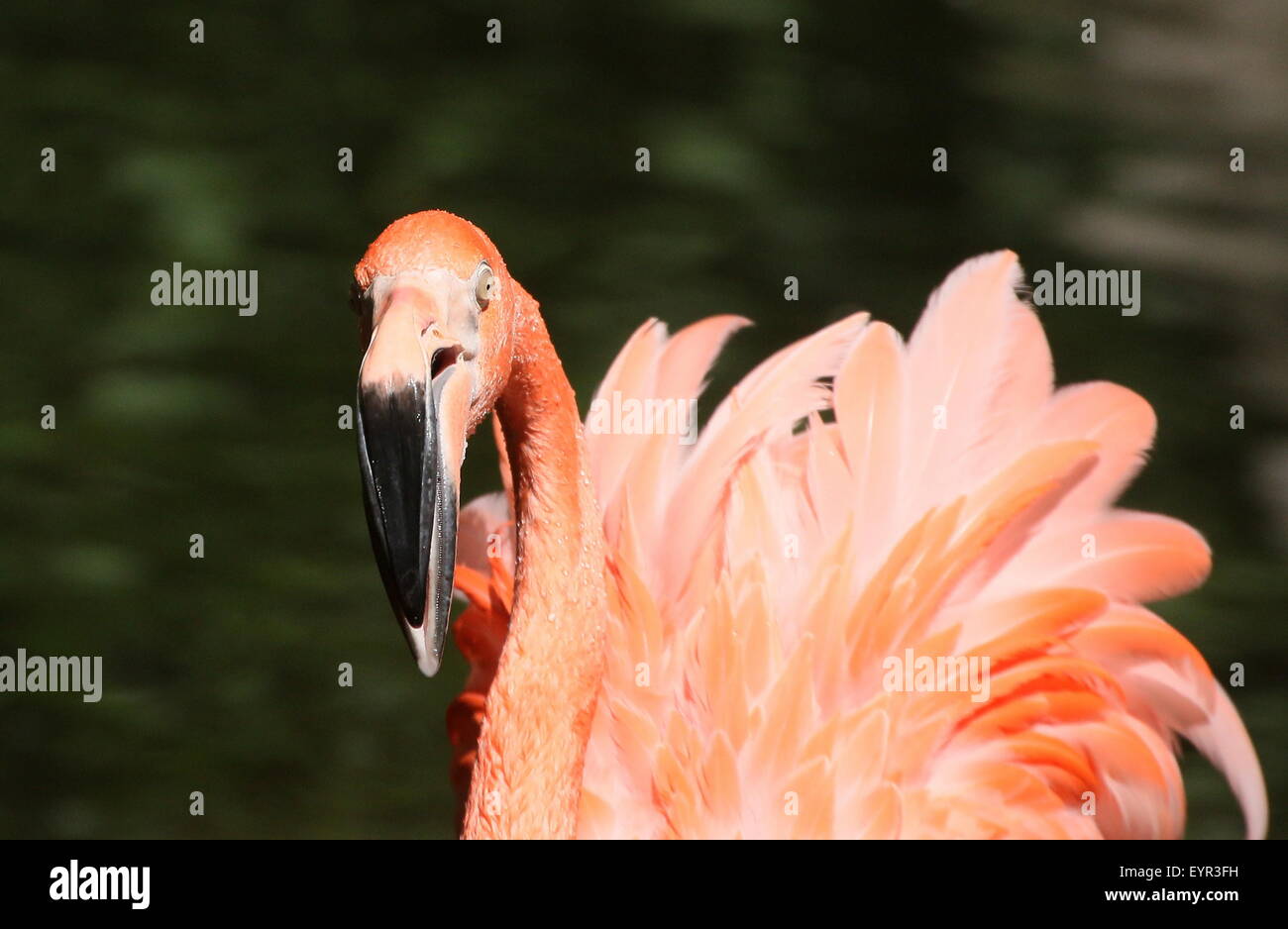 Feisty American oder Karibik Flamingo (Phoenicopterus Ruber), Nahaufnahme des Kopfes Stockfoto