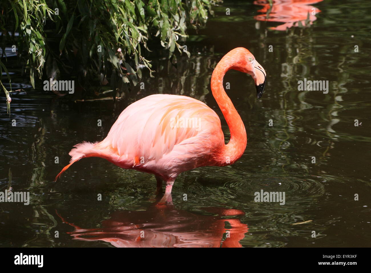 Amerikanische oder Karibik Flamingo (Phoenicopterus Ruber) auf Nahrungssuche in einem stream Stockfoto