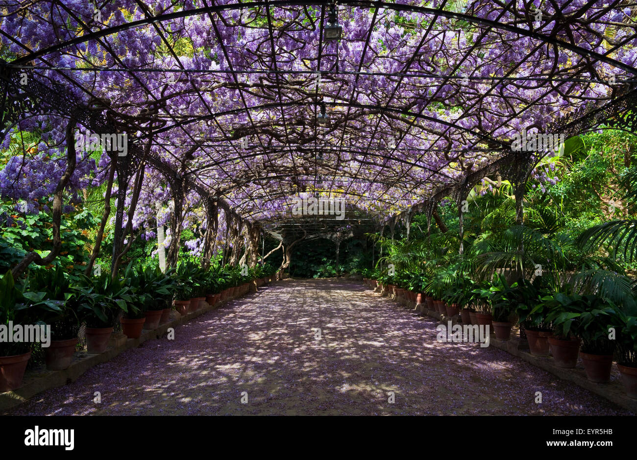 Die Wisteria-Laube in voller Blüte, Botanischer Garten oder Jardin Botanico De La Concepcion, Malaga, Andalusien, Spanien. Stockfoto