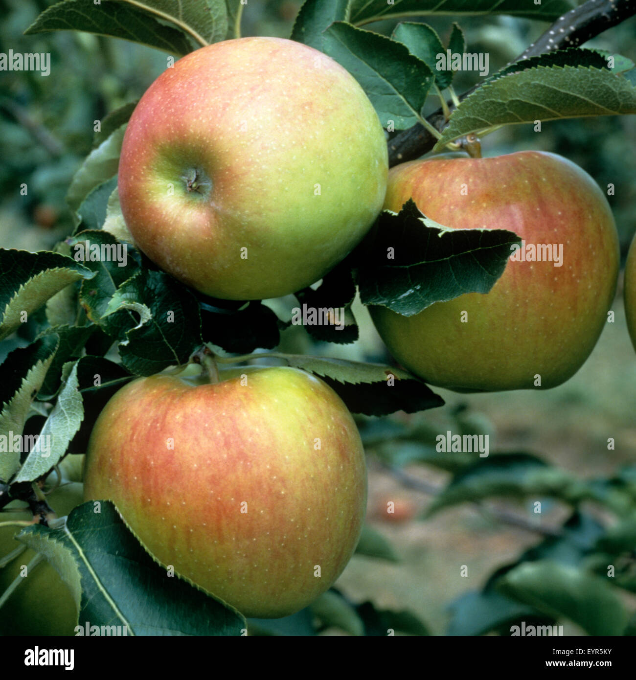 Neue Jonagold; Apfel; Apfelsorte, Apfel, Kernobst, Obst, Stockfoto