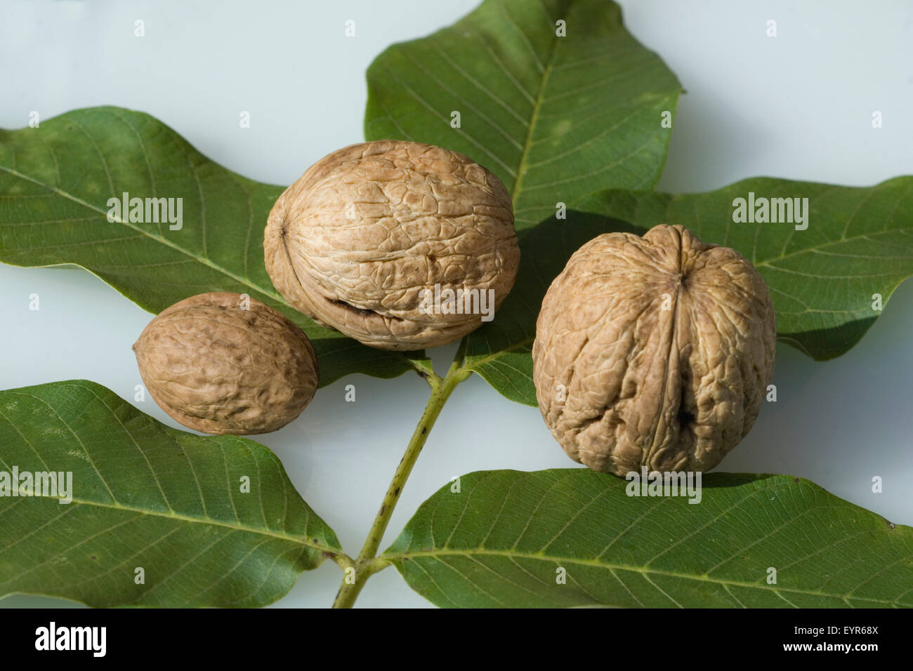 Juglans regia baum -Fotos und -Bildmaterial in hoher Auflösung – Alamy