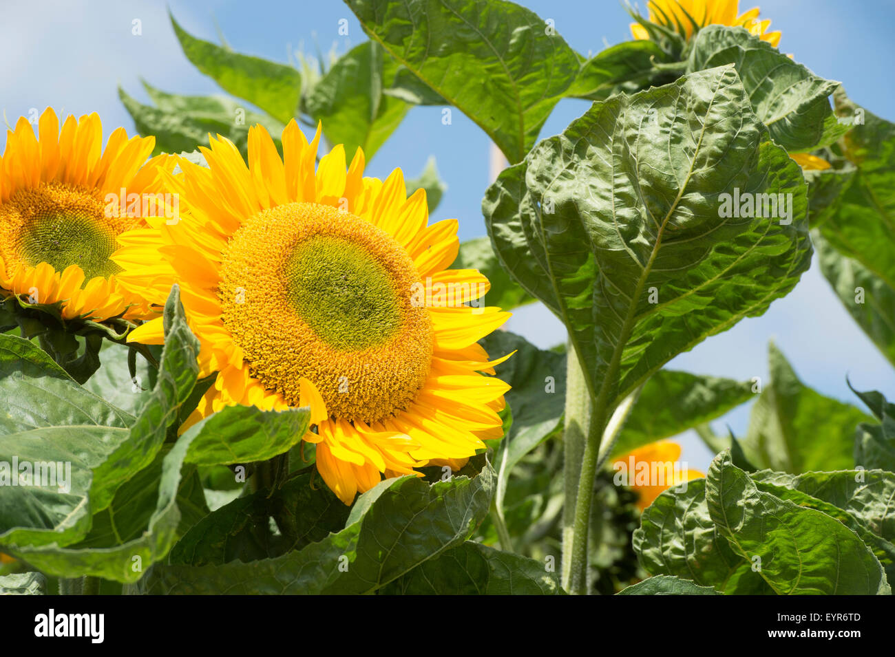 Helianthus Annuus. Sonnenblume 'Sunrich Gold' Stockfoto