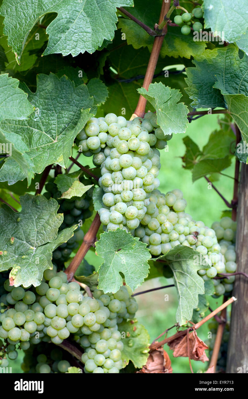 Weisser Riesling, Weisse Weintrauben, Wein, Weinpflanzen, Reben, Fruechte, Beeren, Obst,- Stockfoto