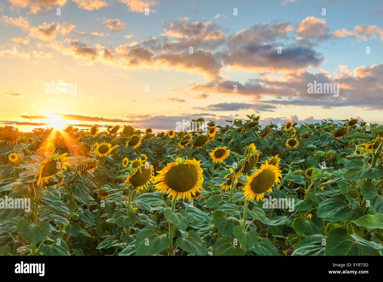 Bereich der gelben Sonnenblumen unter einem goldenen Sonnenuntergang. Ein Himmel mit Wolken und die Sonne knapp über dem Horizont. Stockfoto