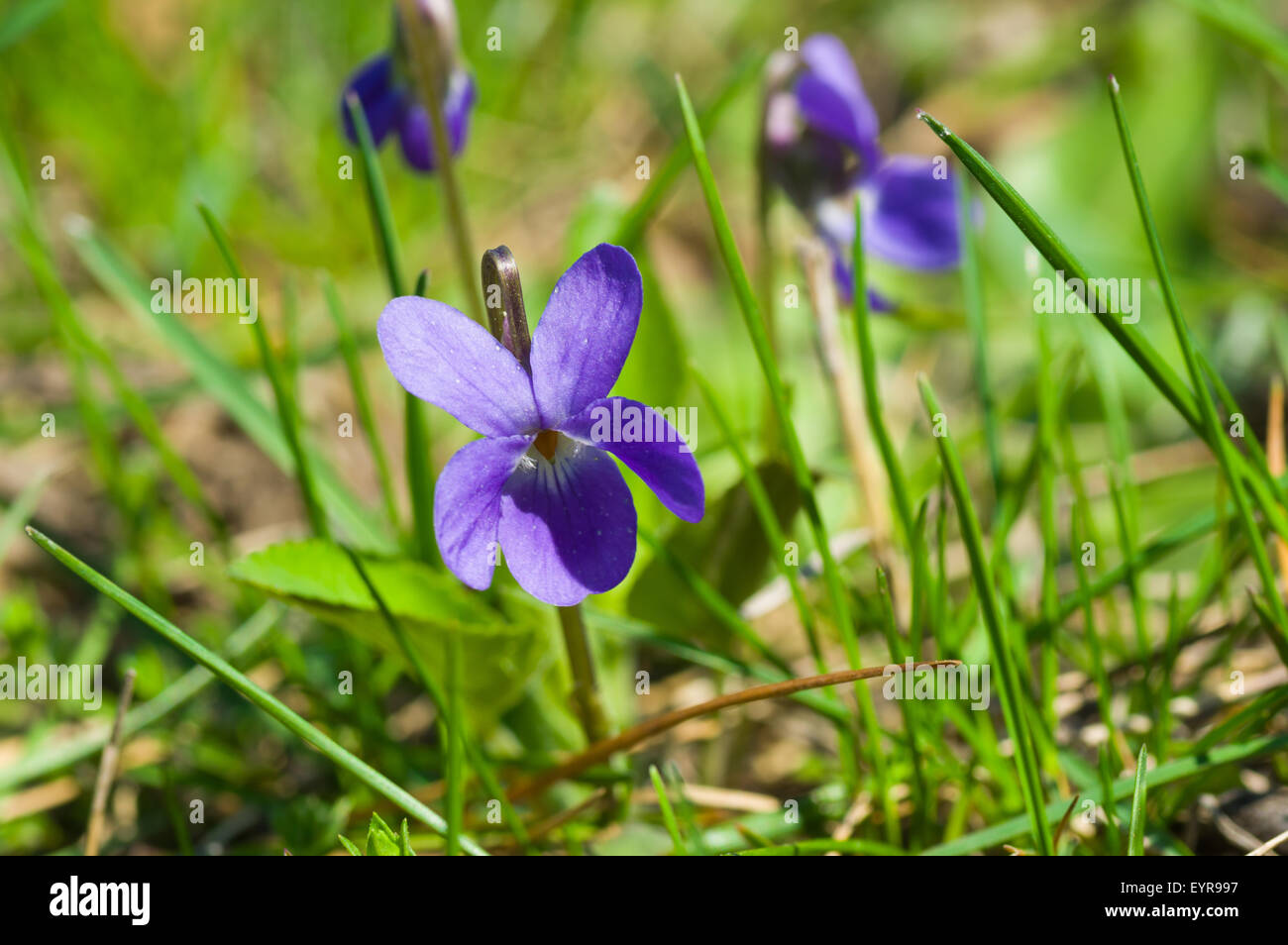 Wilde Viola Blume Frühling Gras Stockfoto