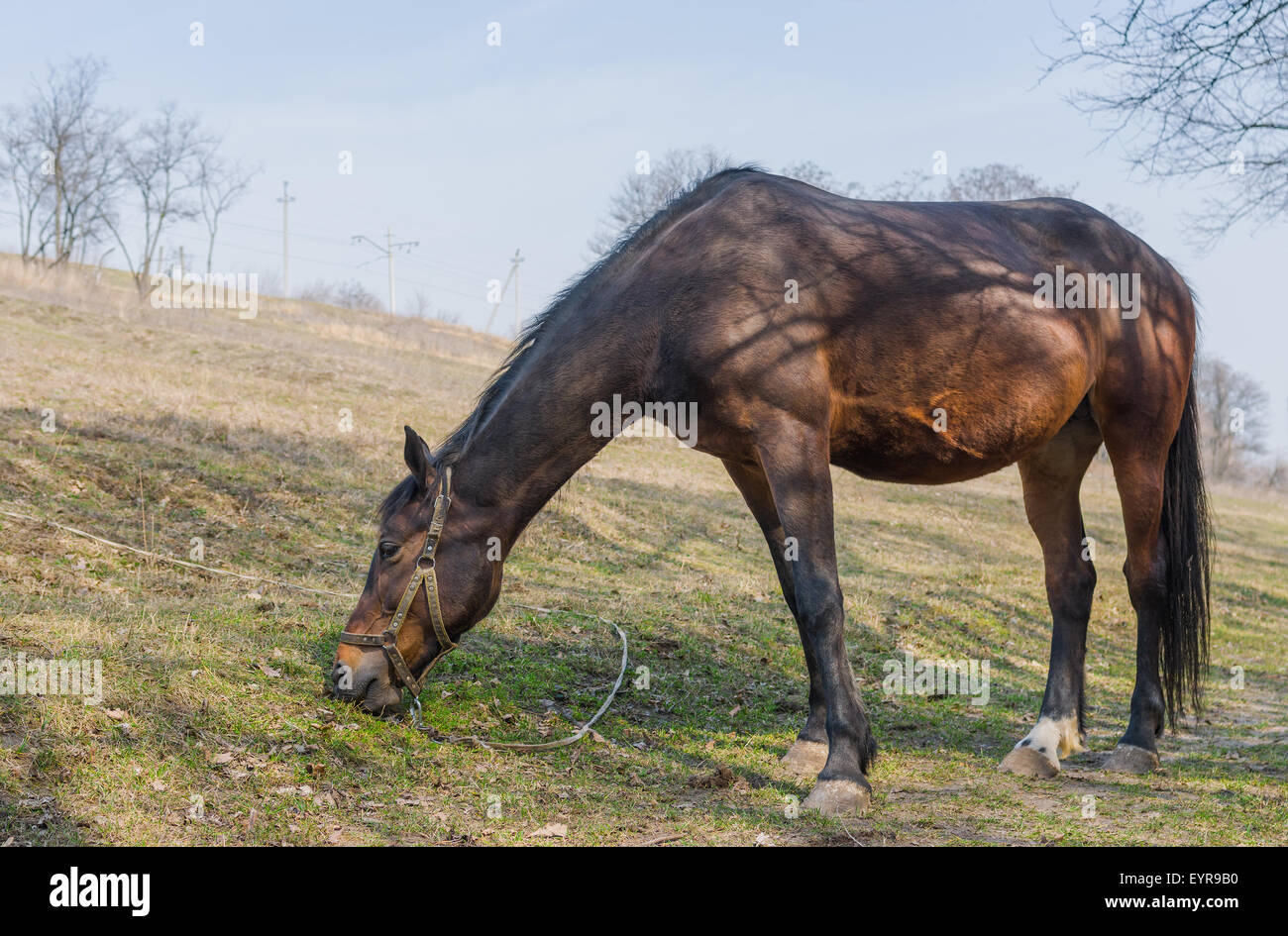 Rotes Pferd (Stute) erste frische Gräser auf einer Feder Weide grasen Stockfoto