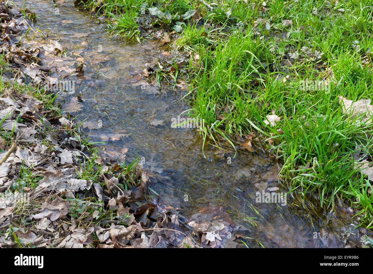 Stream divides world of dead and alive nature Stockfoto